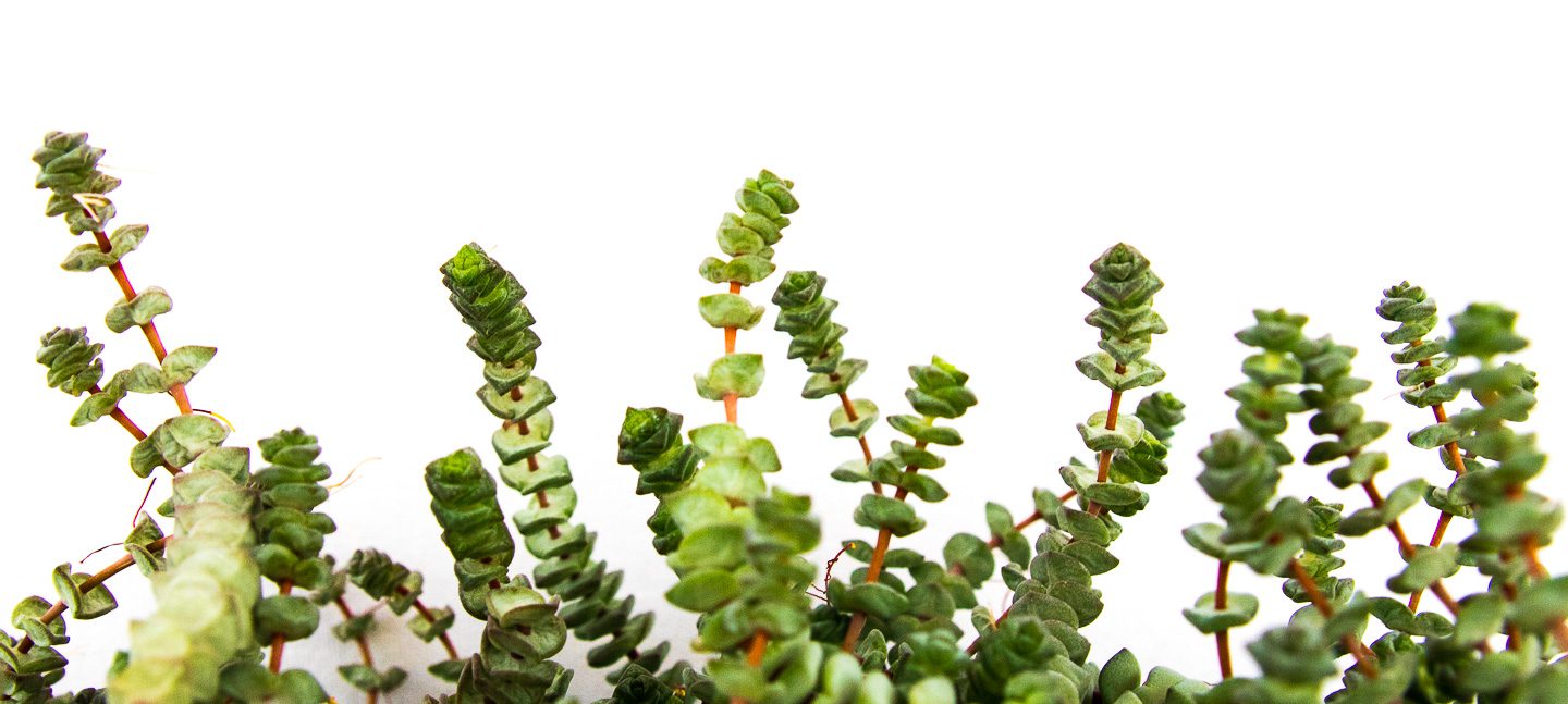 crassulaehottentotta