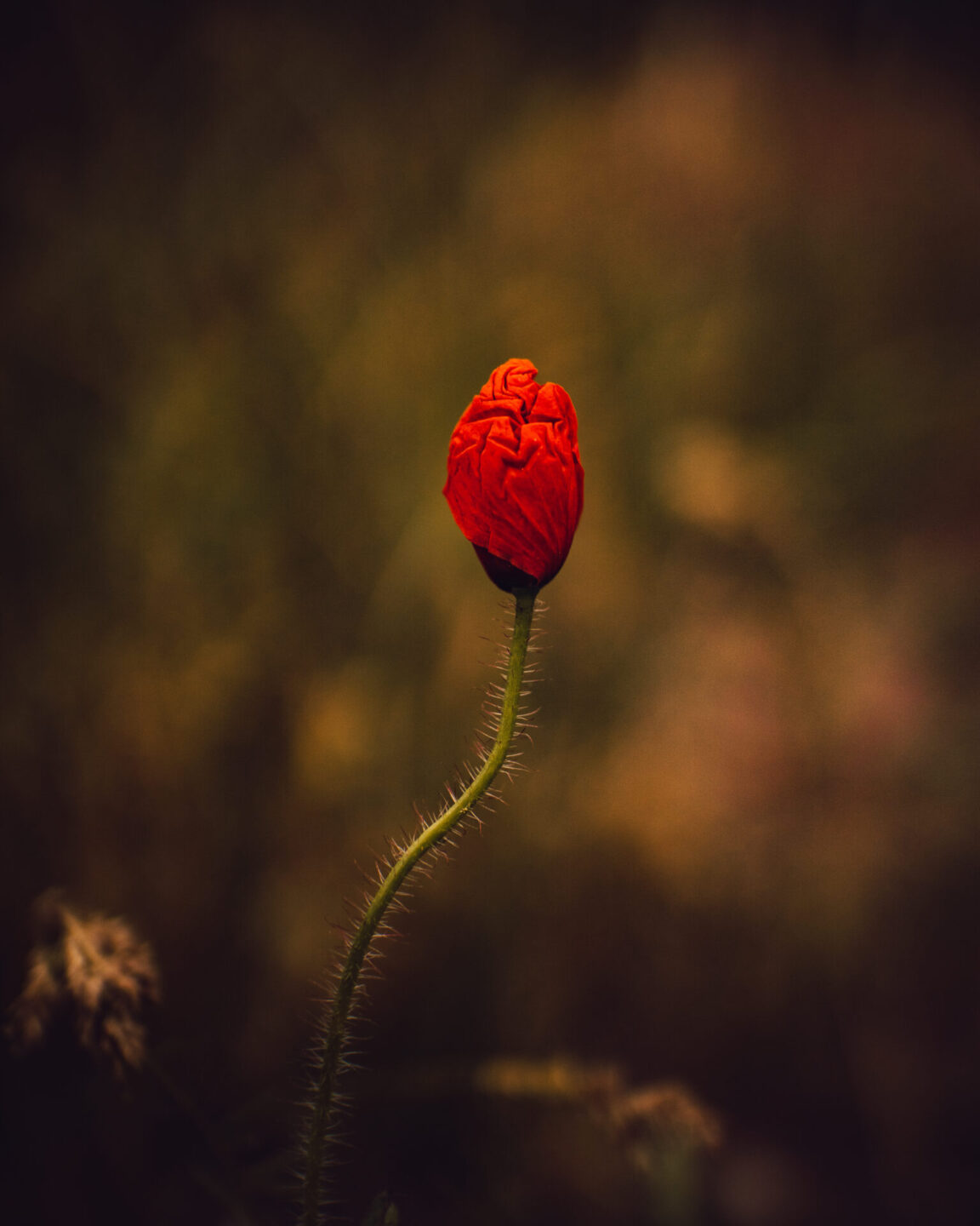 geschlossene Mohnblüte